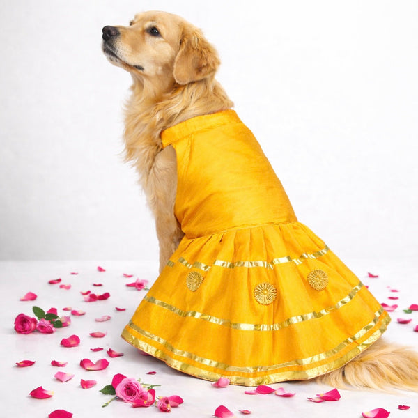 Padmavati Silk Gota Dog Dress - Yellow That Dog In Tuxedo Padmavati Silk Gota Dog Dress - Yellow That Dog In Tuxedo