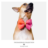 Bandhan - Festive Bow Tie - Pink/Orange