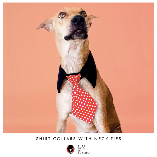 Dog shirt collar and tie deals