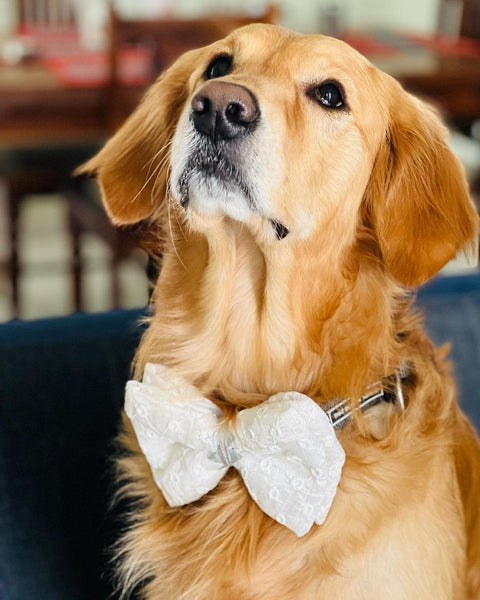 Gold dog on sale bow tie