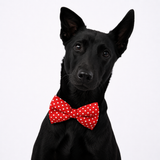Betty Boop Dog Bow Tie Collar