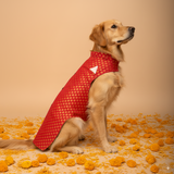 Shahi Brocade Festive Dog Sherwani - Red thatdogintuxedo