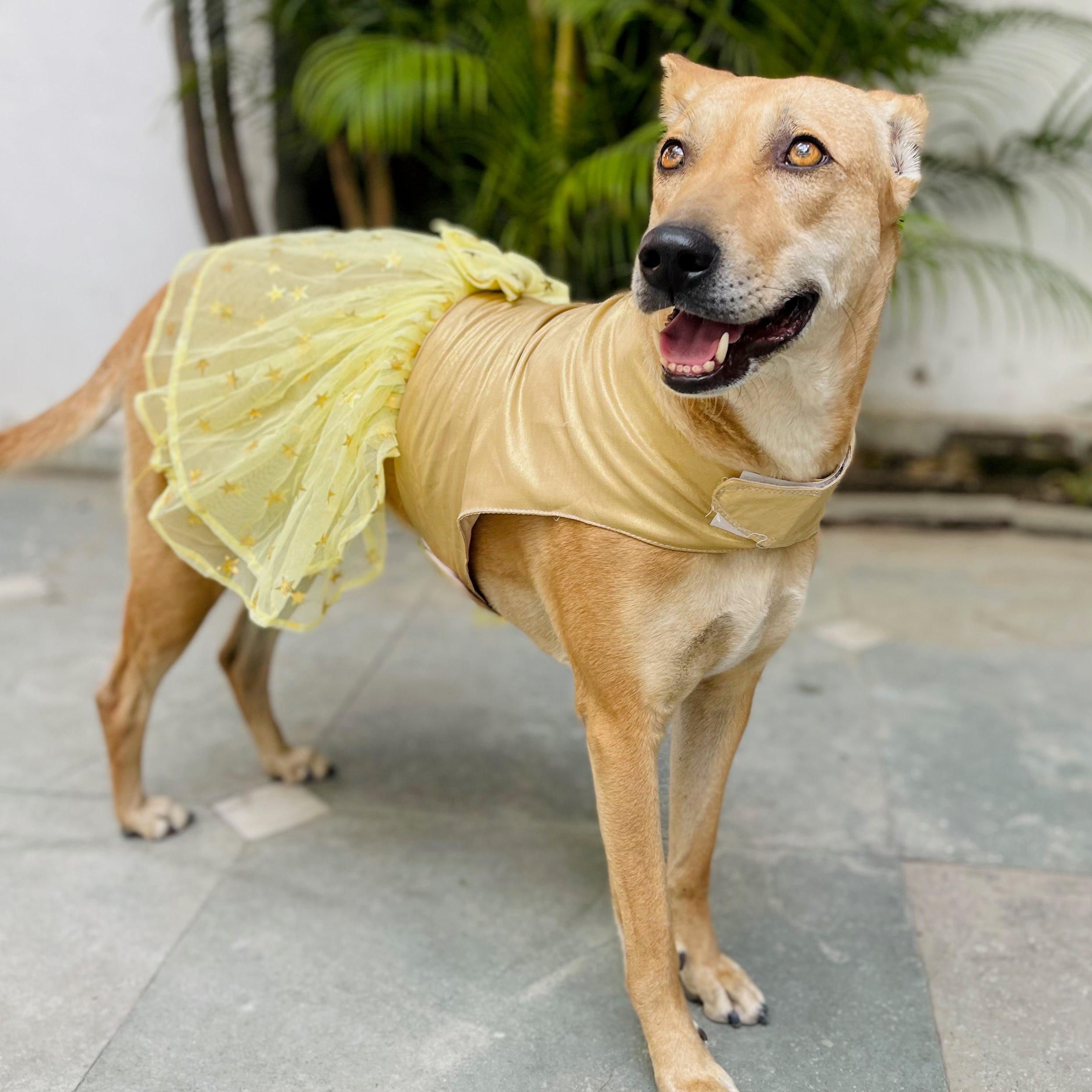 Princess Dog Dress/Gown Princess Dog Dress/Gown