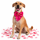 Jashn Dog Festive Bow Tie - Utsava collection- Magenta