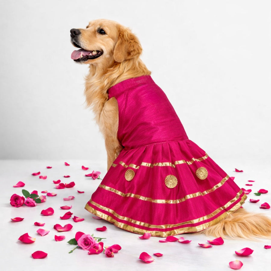 Dog Dresses and Lehengas - That Dog In Tuxedo Dog Dresses and Lehengas - That Dog In Tuxedo
