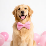Blush Pink Solid Colour Dog Bowtie thatdogintuxedo
