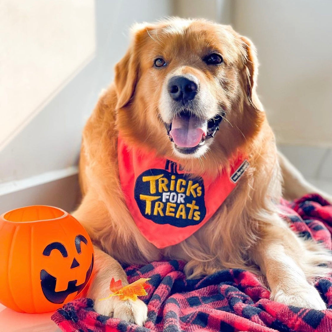 Halloween Dog Bandana - TRICK OR TREAT thatdogintuxedo