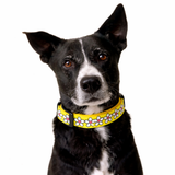 High on Dogs -  Summer Dasies Fabric Dog Collar That Dog In Tuxedo