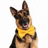 Butter Yellow Solid Colour Dog Bowtie thatdogintuxedo