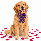 Bandhan Dog Festive Brocade Bow Tie - Pushpam (Purple)