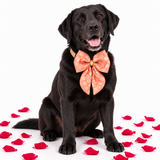 Bandhan Dog Festive Bow Tie - Gulnaar (Peach)