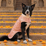 Rajwada Rajvanshi Sherwani Festive Dog Sherwani - Pink