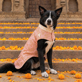 Rajwada Rajvanshi Sherwani Festive Dog Sherwani - Pink