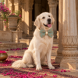 Rajwada Rajtilak Festive Dog Bow Tie - Sea Green