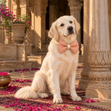 Rajwada Rajdhiraj Festive Dog Bow Tie - Pink