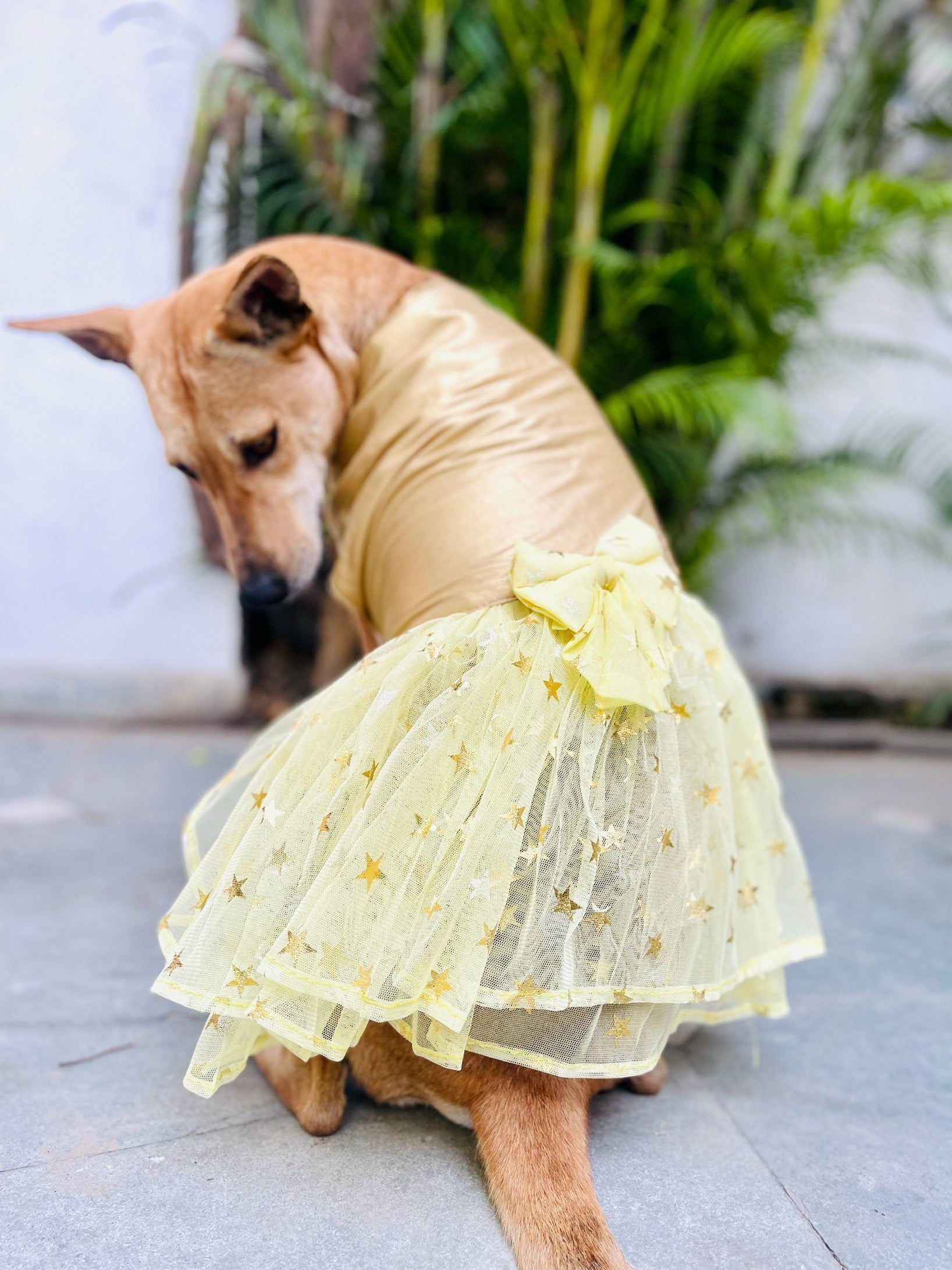 Princess Dog Dress/Gown - Bella That Dog In Tuxedo Princess Dog Dress/Gown - Bella That Dog In Tuxedo