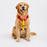 TDIT H-Harness - Colour Pop Collection - Red/Yellow/Blue
