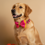 Gauri Brocade Dog Festive/ Wedding  Bow Tie -  Shubhotsav Collection thatdogintuxedo
