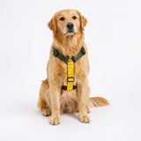 TDIT H-Harness - Colour Pop Collection - Olive/Yellow/Wine