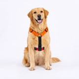 TDIT H-Harness - Colour Pop Collection - Orange/Black/Red That Dog In Tuxedo