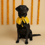 Shubhotsav Festive Brocade Dog Cape Neckwear - Yellow That Dog In Tuxedo