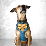 Festive Regal Tuxedo Harness - Blue