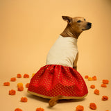 Shubhotsav Brocade Silk Dog Dress - Shubhrata (White/Red)