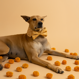 Shubhotsav Festive Brocade Shirt Dog Collar with BowTie - Gold