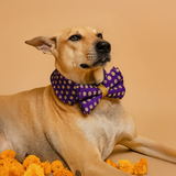 Shubhotsav Festive Brocade Shirt Dog Collar with BowTie - Purple