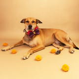Kalyani Brocade Dog Festive/ Wedding  Bow Tie -  Shubhotsav Collection