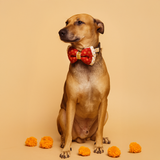 Shubhrata Brocade Dog Festive/ Wedding  Bow Tie -  Shubhotsav Collection