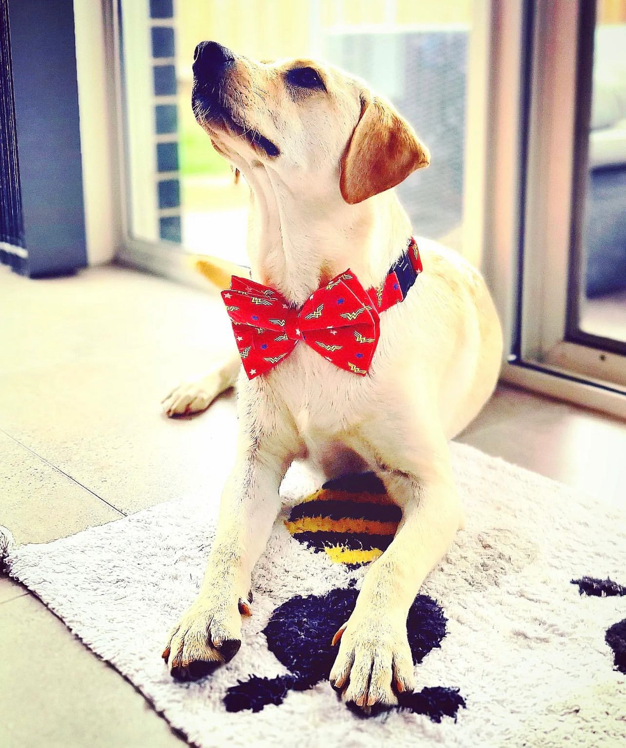 TDIT X©DC Wonder Woman Dog Bow Tie Collar That Dog In Tuxedo