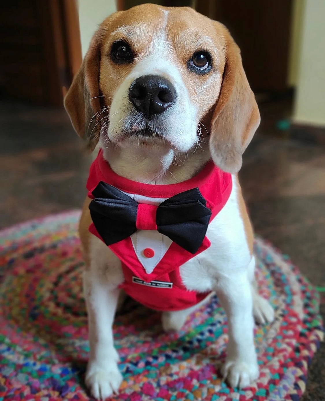 Tuxedo Dog Body Mesh Harness - RED thatdogintuxedo