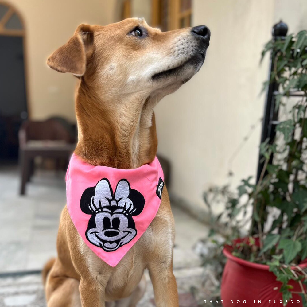 TDIT X Disney Minnie Mouse Embroidered Dog Bandana with collar That Dog In Tuxedo