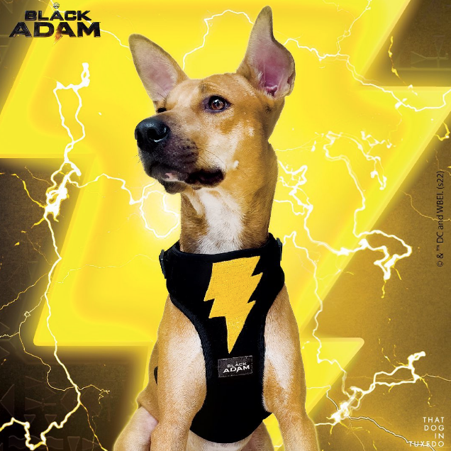 TDIT X ©DC Black Adam Embroidered Body Mesh Harness That Dog In Tuxedo