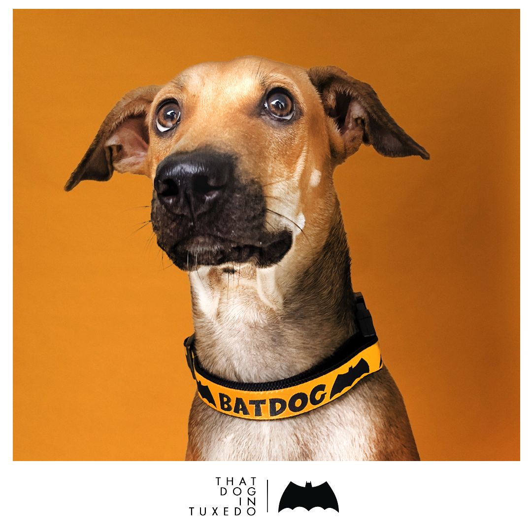 Buy The Batdog Dog Collar by That Dog In Tuxedo