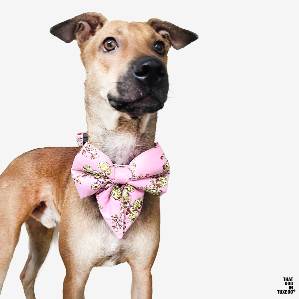 Dog bow tie online collars for sale