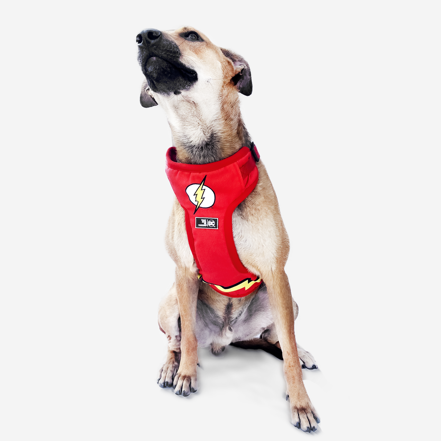 Buy TDIT X DC The Flash Body Mesh Harness by That Dog In Tuxedo