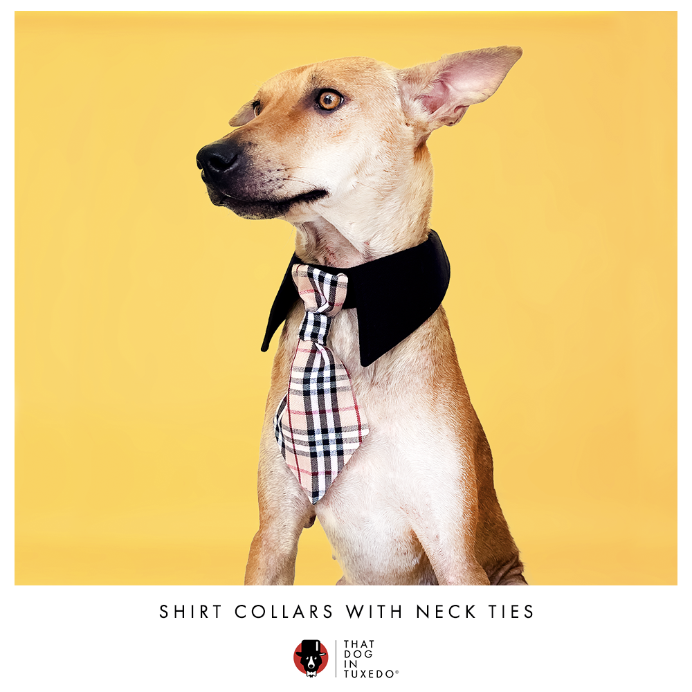 Dog shirt collar and tie deals