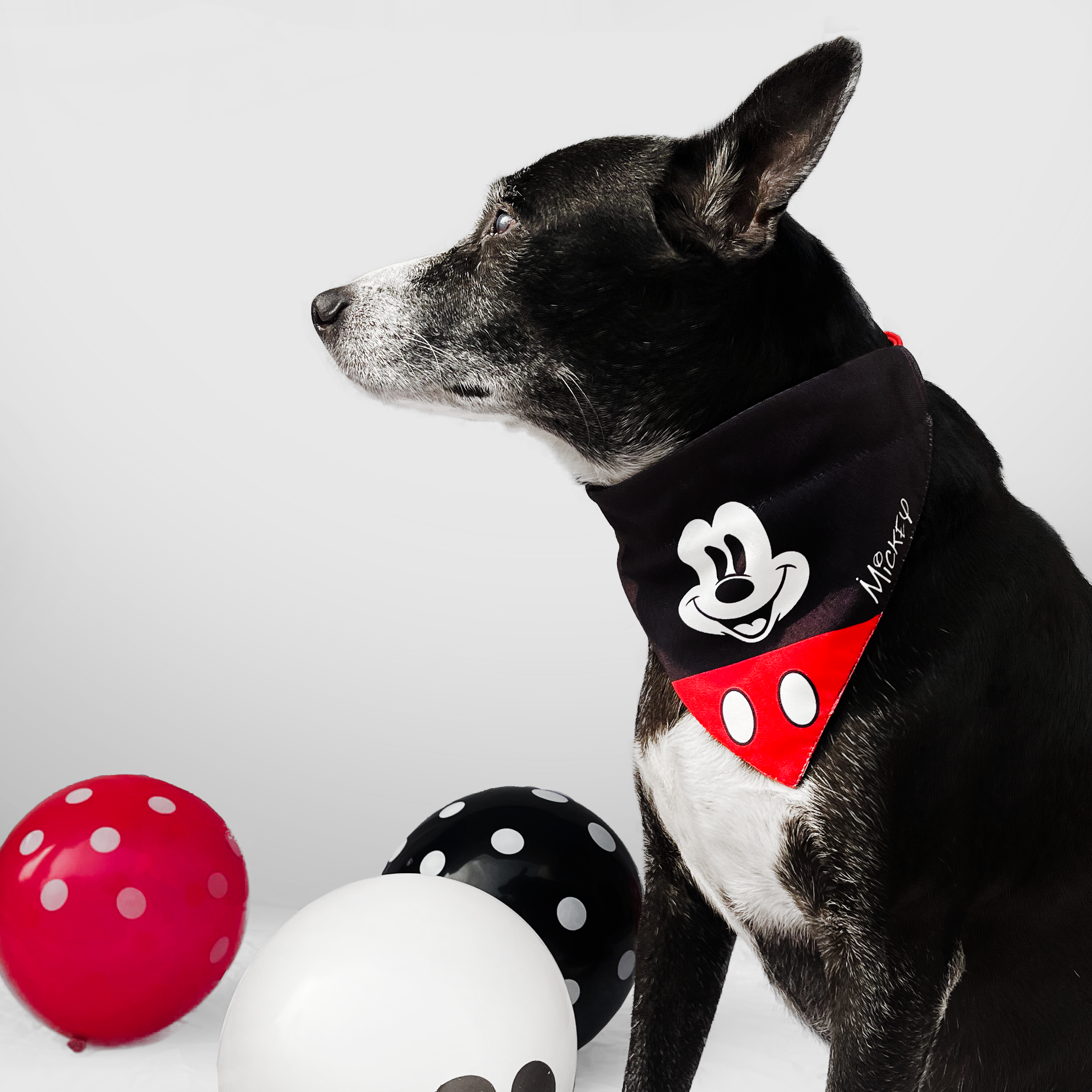 Mickey mouse dog bandana outlet