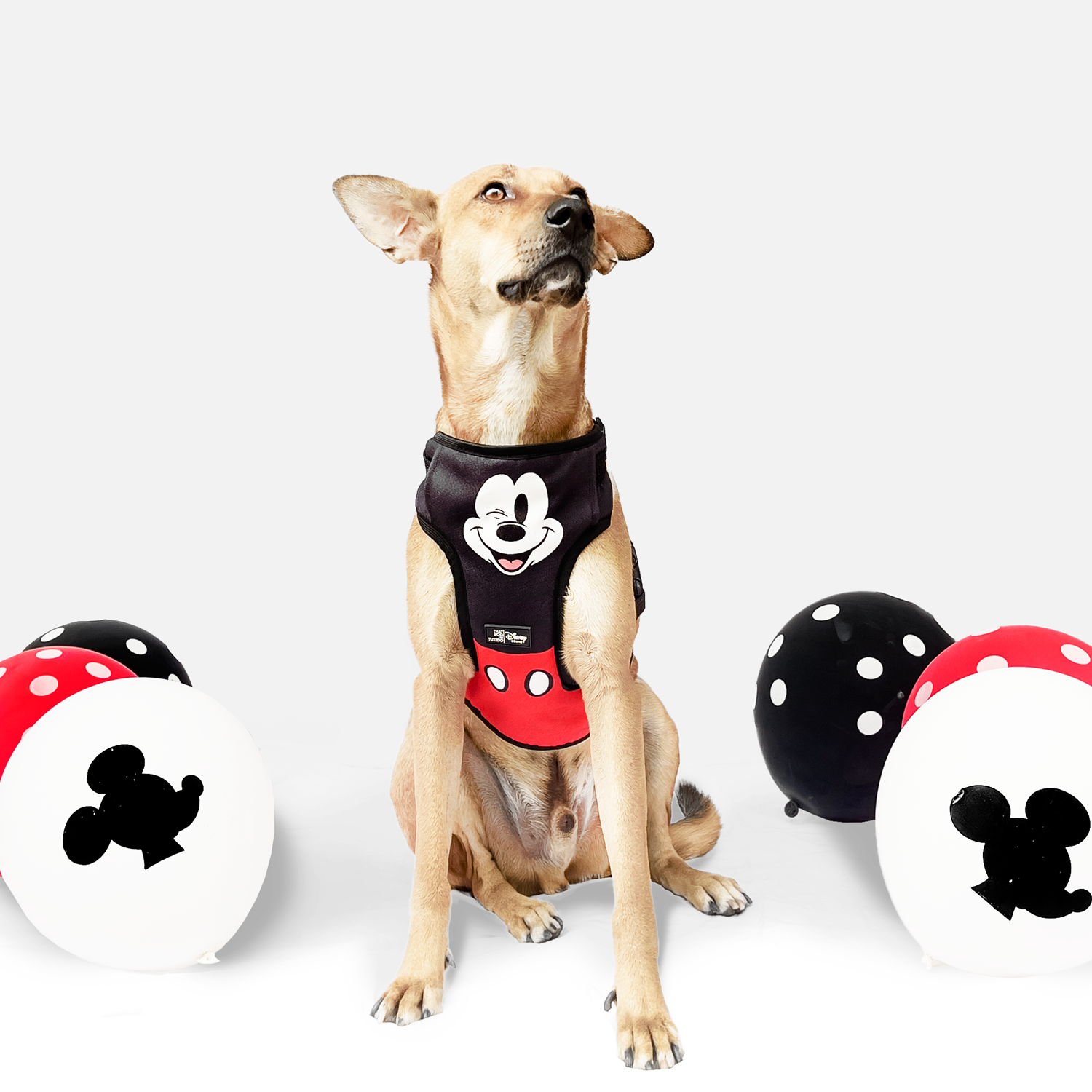 Mickey mouse hot sale dog harness