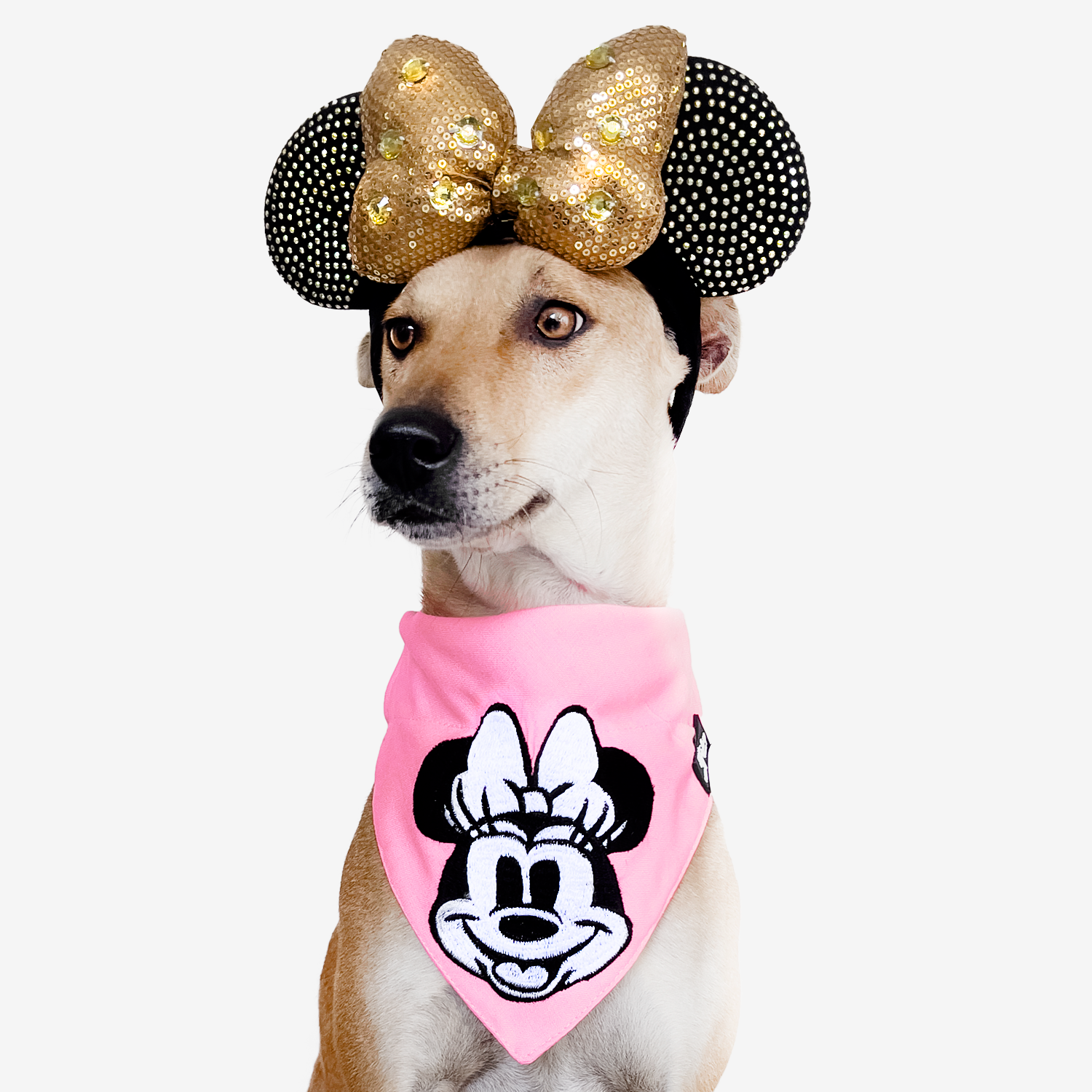 TDIT X Disney Minnie Mouse Embroidered Dog Bandana with collar That Dog In Tuxedo