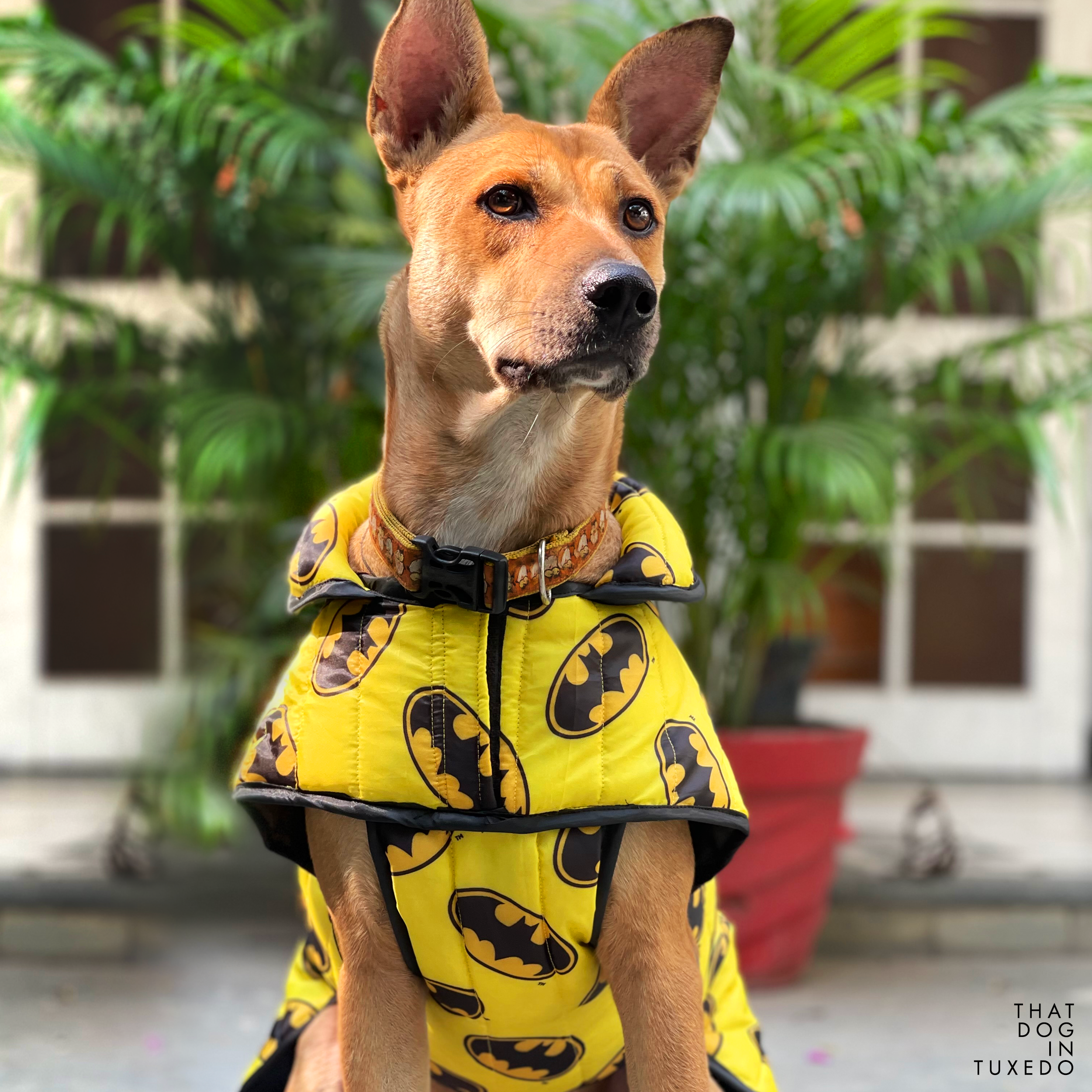 Batman dog coat online