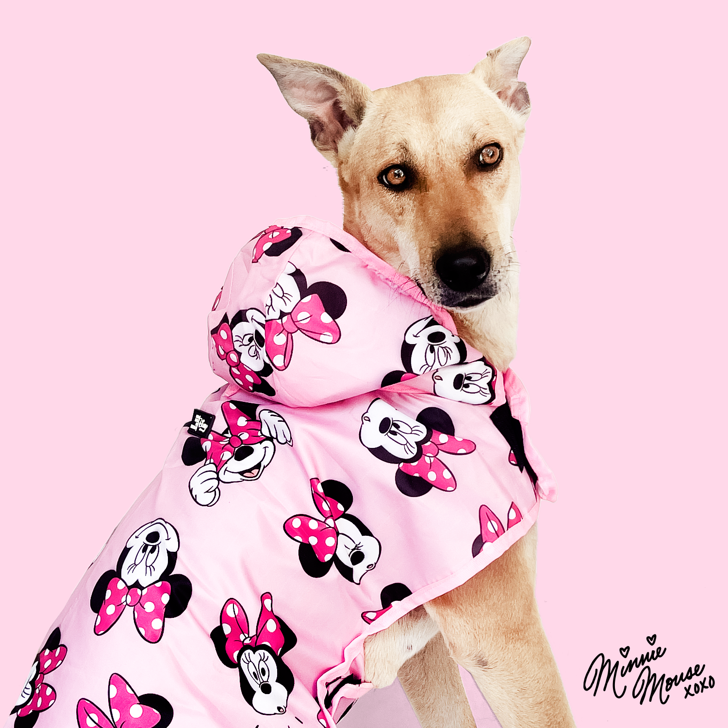 Minnie mouse best sale dog clothes