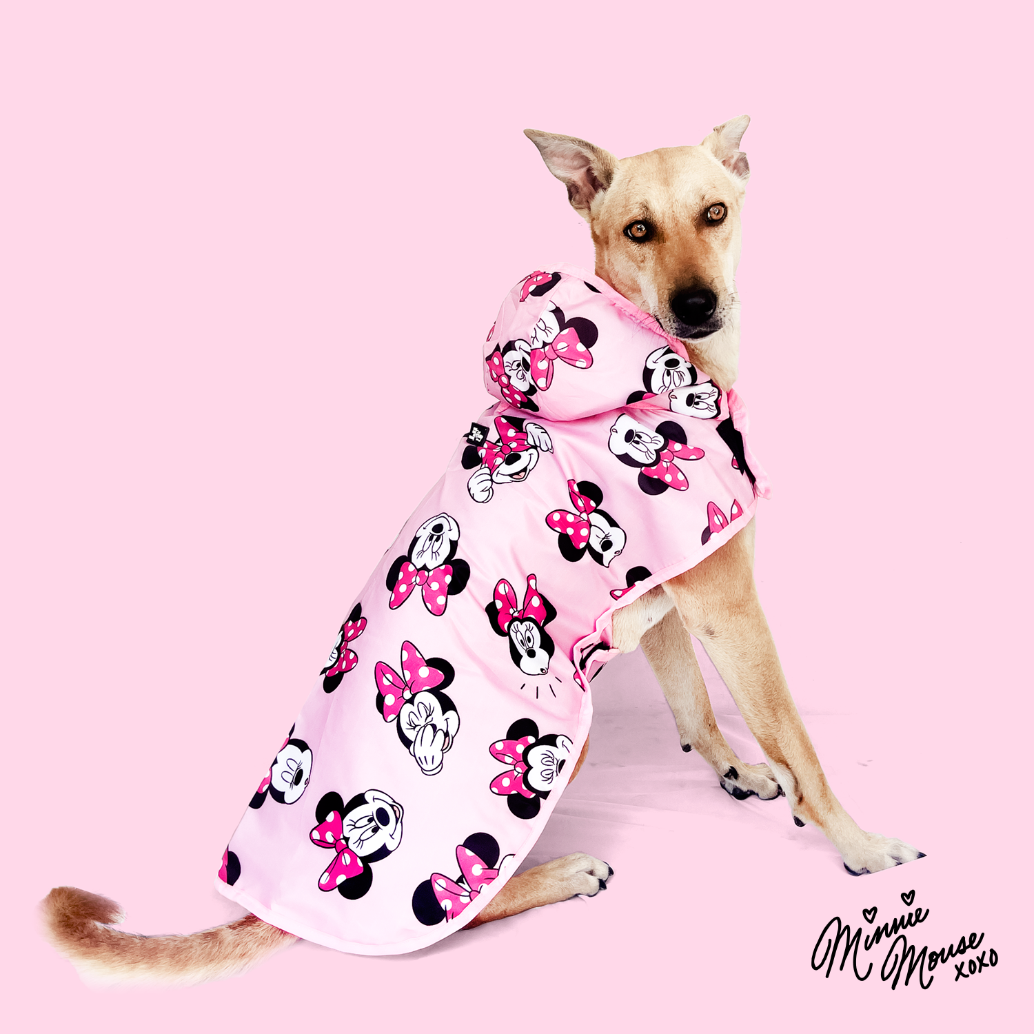 Minnie Mouse Dog Raincoat That Dog In Tuxedo