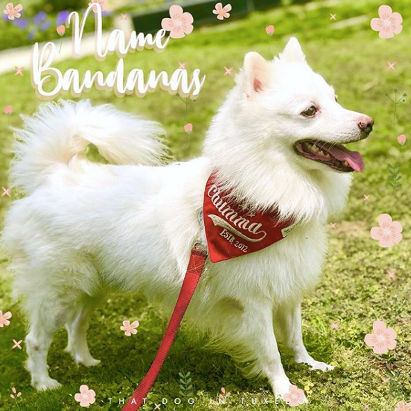 Personalised Name Bandana - Embroidered thatdogintuxedo