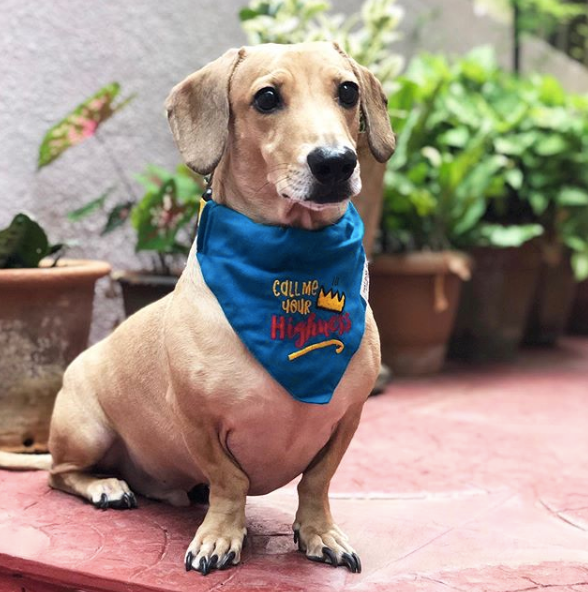 Embroidered dog discount bandana