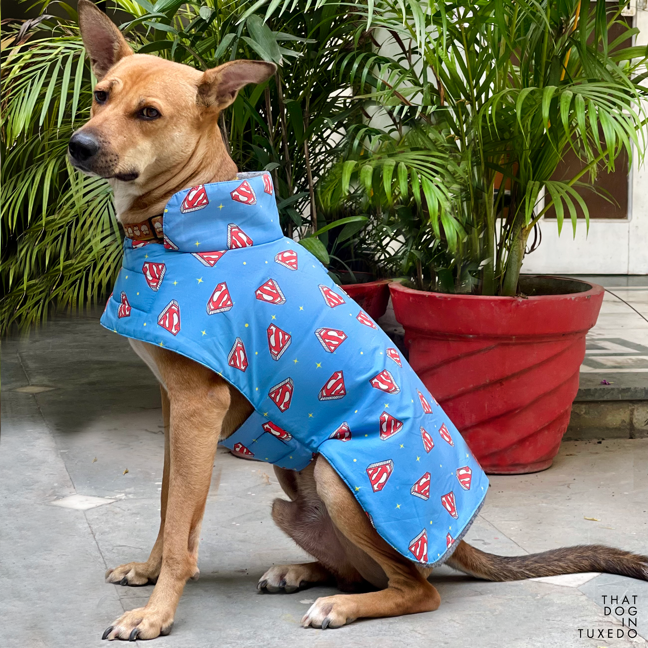 Superman dog deals sweater