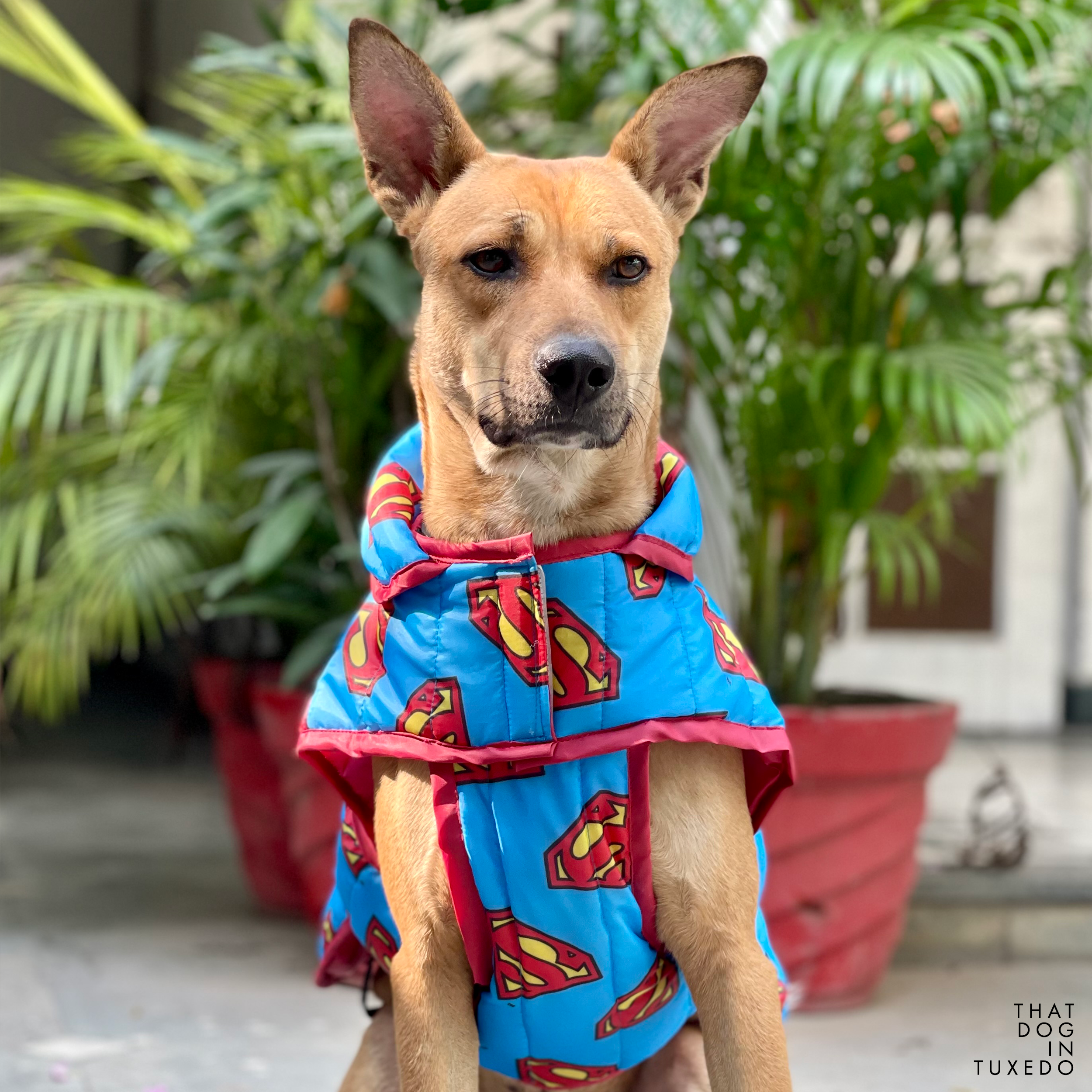 Buy Official Superman Dog Winter Puffer Jacket TDIT X DC by That