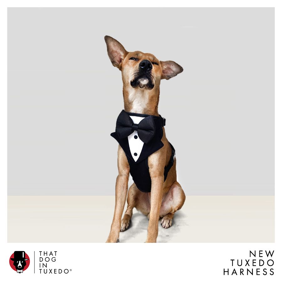 Tuxedo Dog Body Mesh Harness - Black thatdogintuxedo